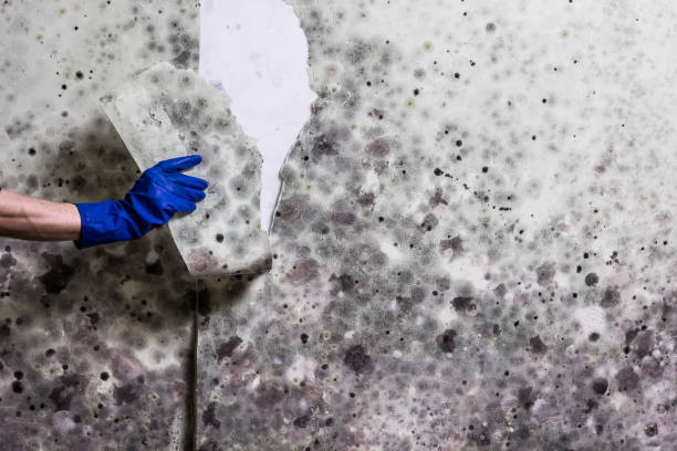 Best DIY Mold Remediation Support Services in Cottage Grove, MN